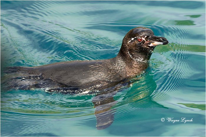 Galapagos Penguin 108 by Dr. Wayne Lynch &copy;